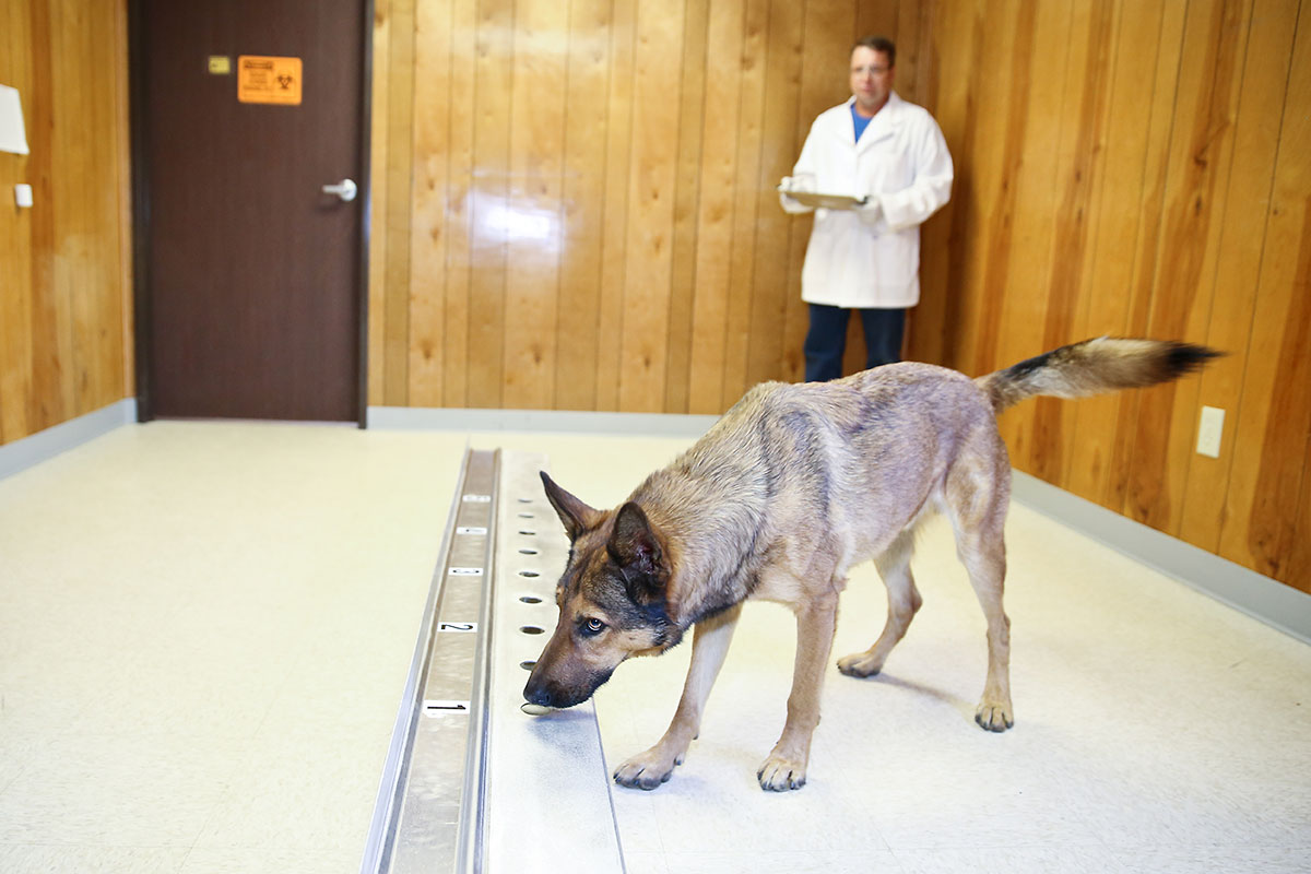 which-diseases-and-health-issues-can-dogs-detect