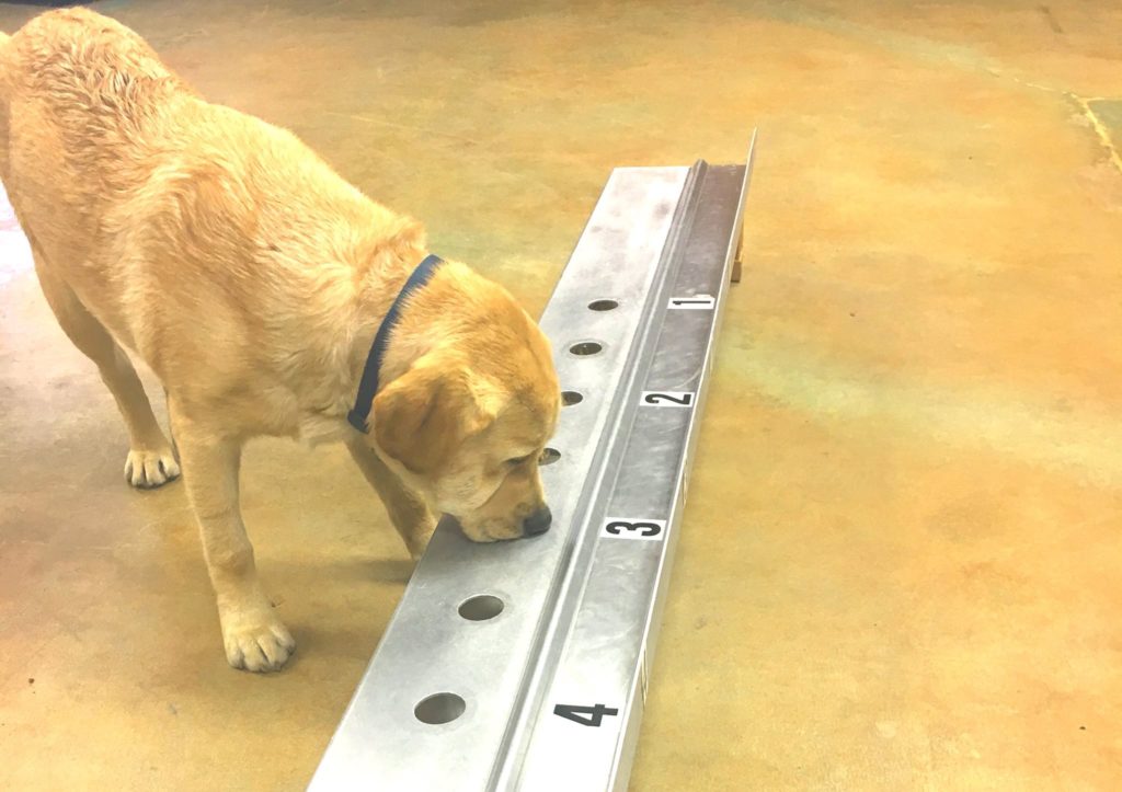 MEDICAL DETECTION DOG "TRAINING ESSENTIALS" - InSitu